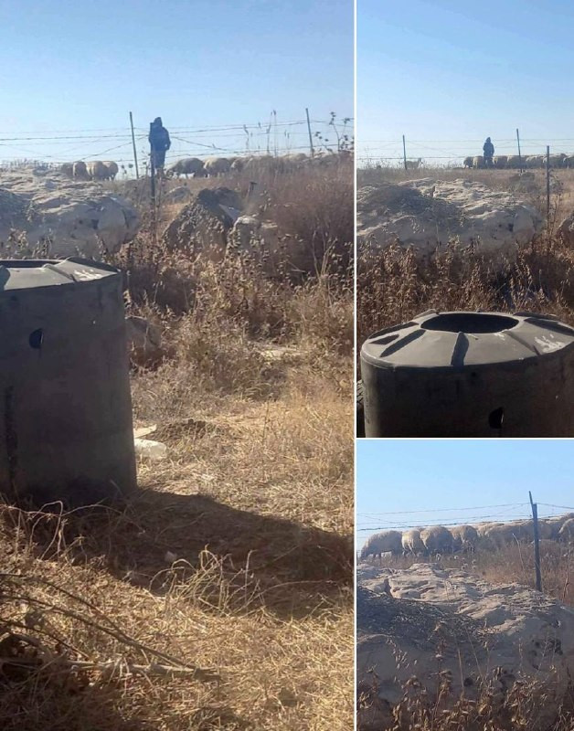 صور | مستوطنون يطلقون أغنامهم في محاصيل وأشجار مثمرة ويخربون سياج مواطن في السموع جنوب الخليل...