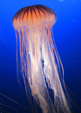 2e81b4170033.png
