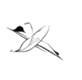 IMG 9019.png