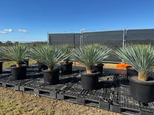 Buy Feature Trees & Plants in Australia for Landscaping.jpg