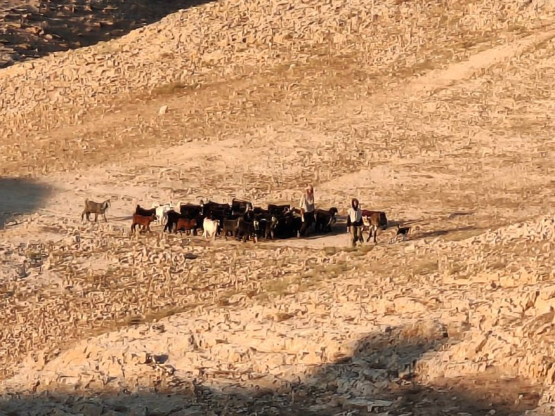 صورة الخبر