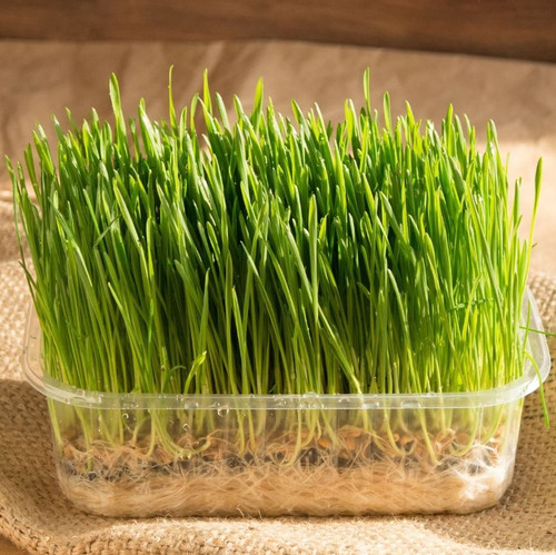 Triticum aestivum sprouts in a transparent container.jpg