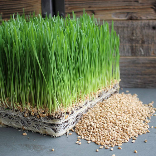 10000 healthy pet grass supplement wheatgrass growing kit 10000 original imag3hz5cxypaa4f.jpg