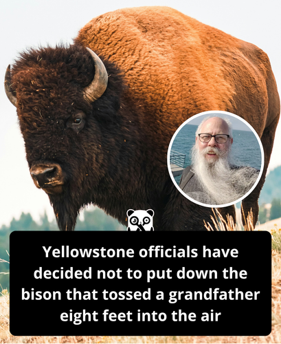 Bison crafty panda.png