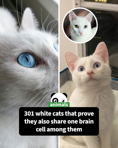 cute white cats part 3 sharing.jpg
