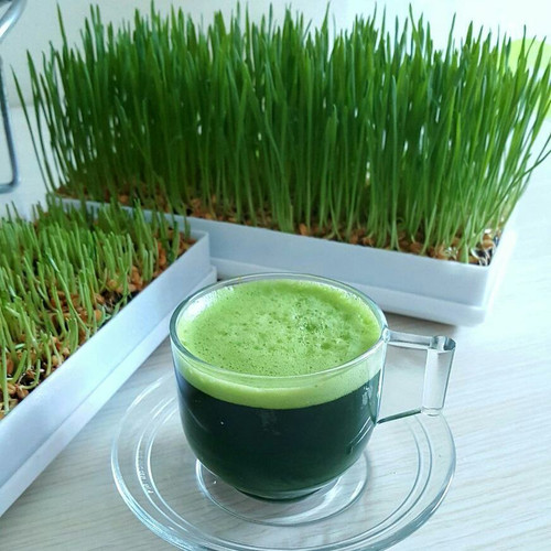 wheatgrass seed 1 BYRy3PTjJxK 1.jpg