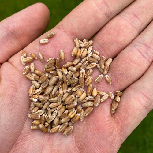 Wheatgrass seeds.jpg
