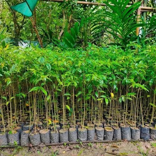 agarwood plants jpg 500x500.jpg