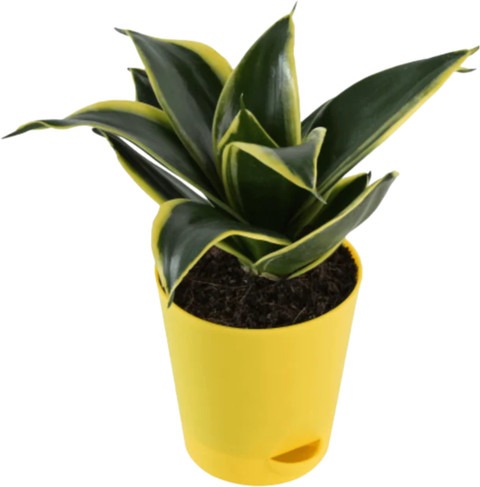 yes perennial no snake plant gol.jpg