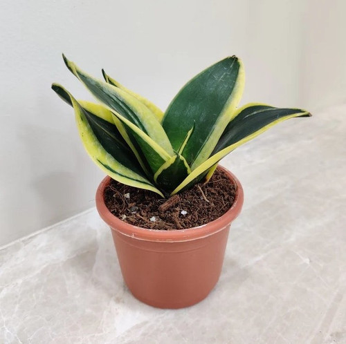 snake plant golden dwarf jade lo.jpg
