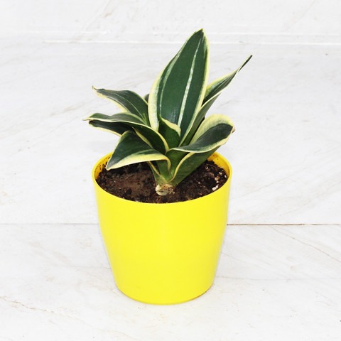 sanseveria snake plant with yell.jpg