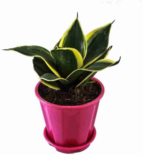 perennial no yes sanke plants 1.jpg