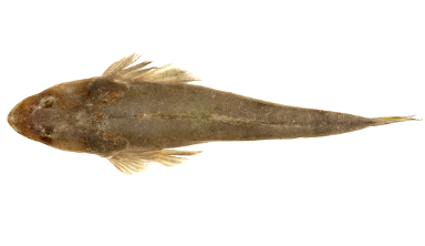 Brown Cora.png