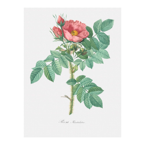 Untitled design (41).jpg