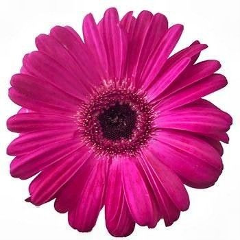 flower4.jpg