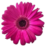 flower4 removebg preview.png