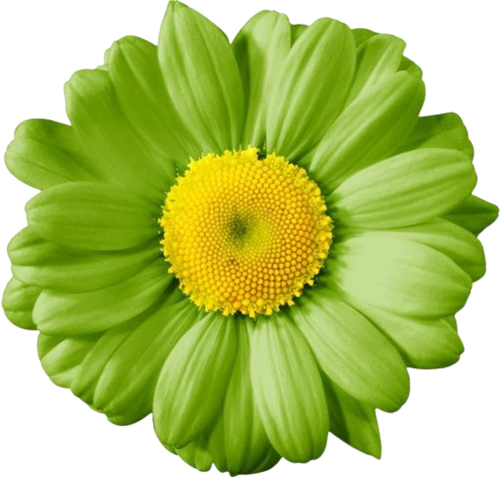 flower8 removebg preview.png