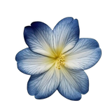 flower6 removebg preview.png