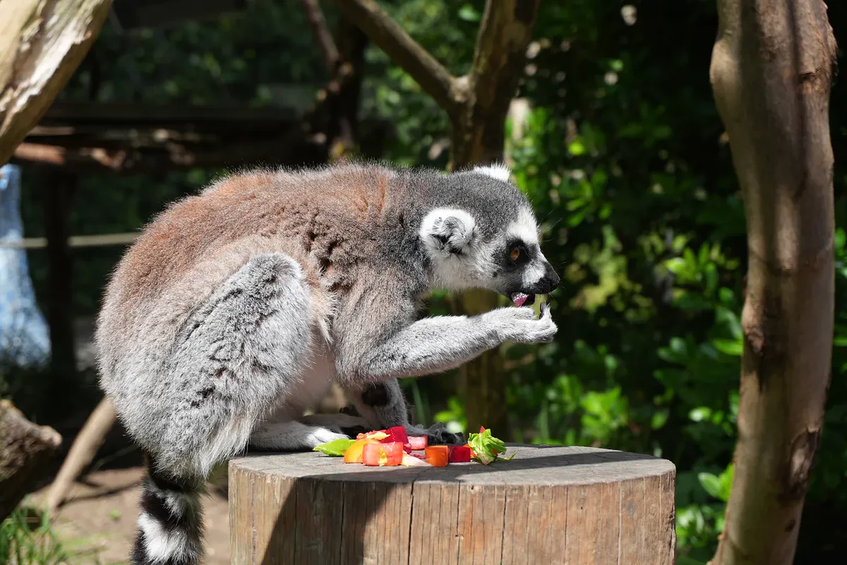 Ring tailed lemur eating fruit from a tree stump