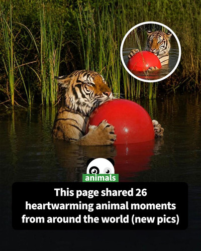 wholesome animal stories around the world.jpg