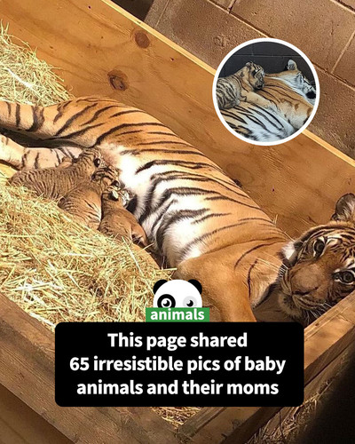 baby mother animal photo zooborns.jpg
