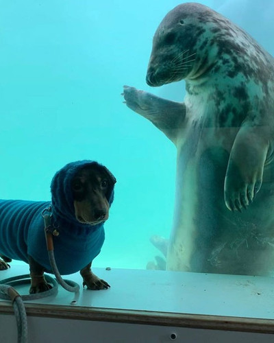 stanley dog aayla seal friends 2 5e382f2f92740 700 cropped.jpg