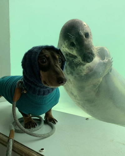 stanley dog aayla seal friends 5 5e382f35af3d3 700 cropped.jpg