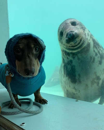 stanley dog aayla seal friends 4 5e382f33a2388 700 cropped.jpg