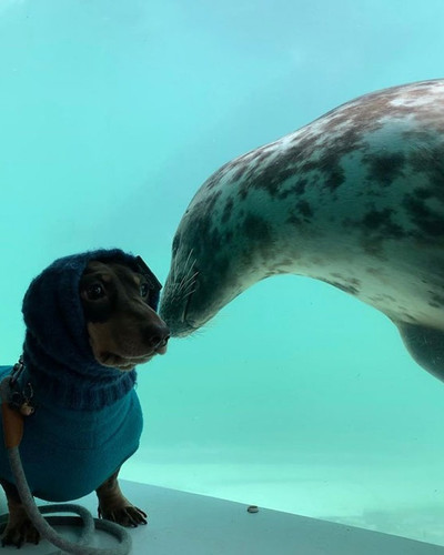 stanley dog aayla seal friends 3 5e382f31b5166 700 cropped.jpg