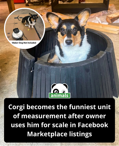 880. People couldn’t stop laughing when a Facebook Marketplace seller named Zoe started using her Co.png