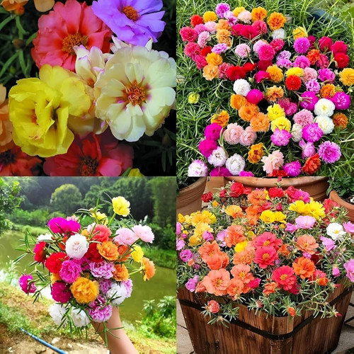 81RkWBTrxUL. AC UF1000,1000 QL80 .jpg