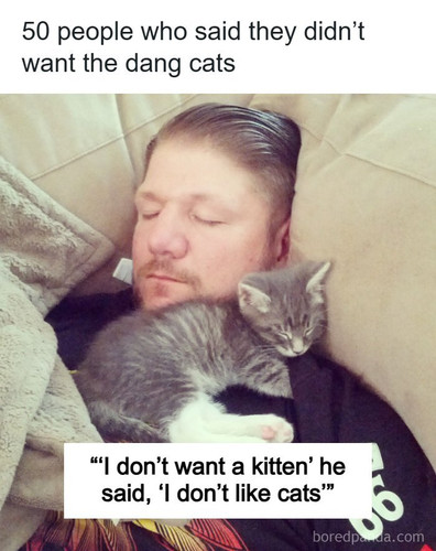 dont want cats.jpg