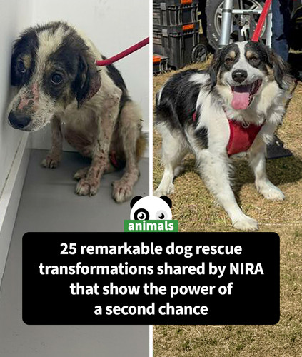powerful before after photos rescued dogs nira 01.jpg