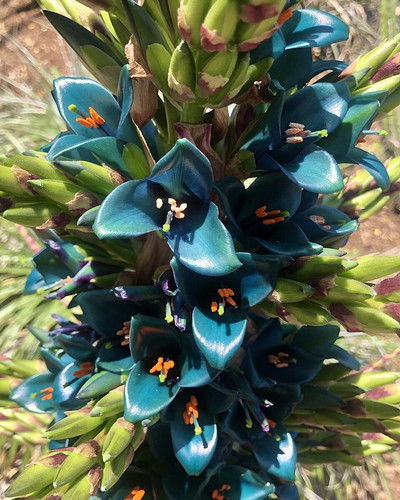 Puya alpestris SDBG bloom zoom.jpg
