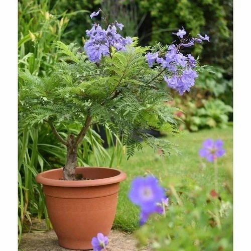 jacaranda plant 500x500.jpg