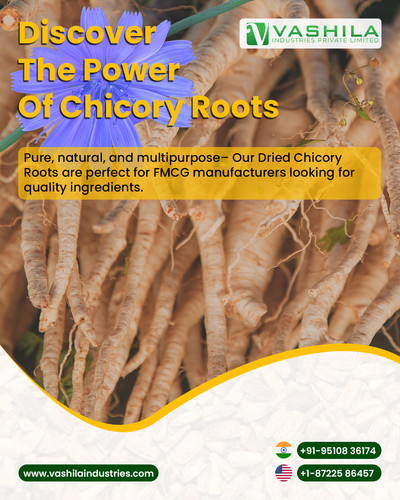 Chicory Roots Manufacturer.jpg