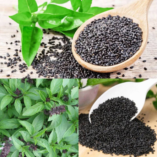 100 basil 100g premium seeds model 078 lpr original imaheznzv8nty6aa.jpg
