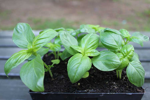 basil seedlings punnets close 1 large.jpg