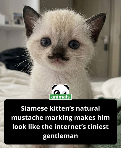 874. This Siamese kitten looks like it showed up with a tiny mustache and a lifetime of wisdom alrea.png