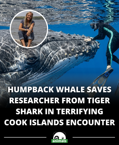 878. Nan Hauser was swimming to record whale footage when a male humpback charged and began aggressi.png
