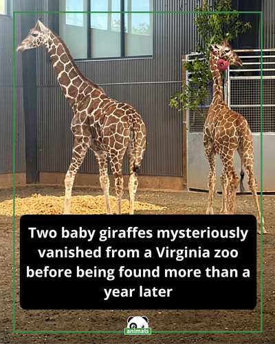 884. When two baby giraffes vanished in April 2025 from Virginia’s Natural Bridge Zoo, no one knew w.png