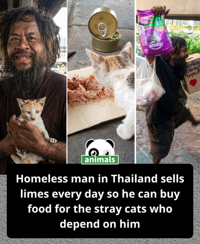 879. Every day, homeless man Loong Dum, spends hours selling limes, not to improve his own situation.png
