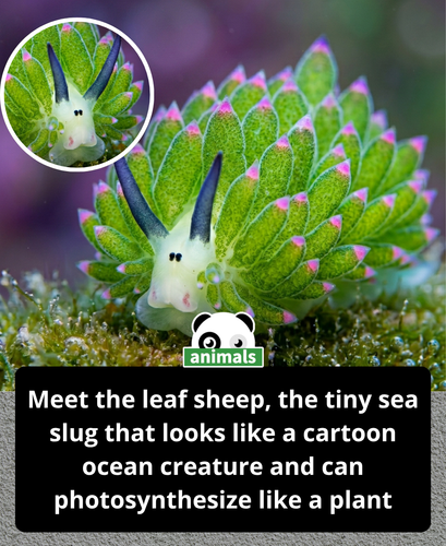 882. This tiny sea slug is called the leaf sheep, and it can steal energy from the sun like a plant..png