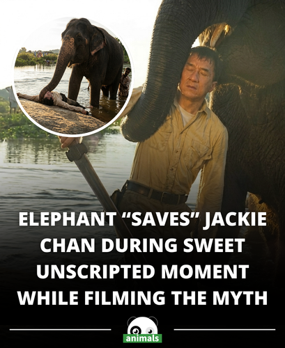 883. The Myth (2005) — During the filming of this action adventure, Jackie Chan formed a remarkably .png