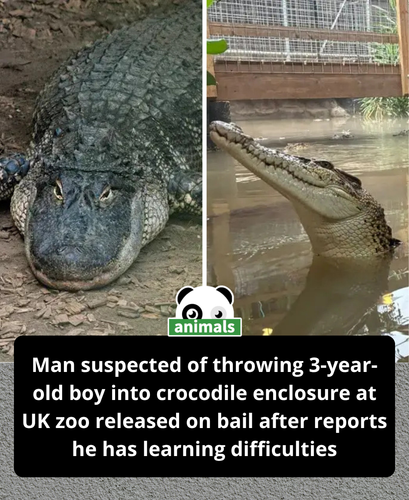885. Police confirmed he is not fit for interview.png