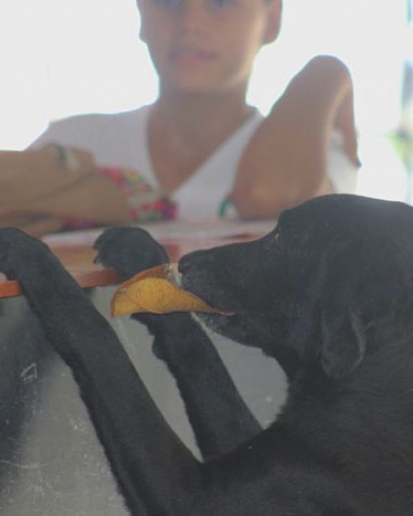 dog buy treats leaves negro colombia 7 5af2e2410ef49 700.jpg
