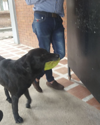 dog buy treats leaves negro colombia 1 5af2e230e91a6 700.jpg