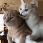 1000134835.gif