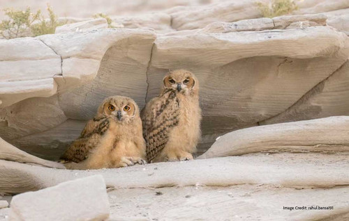 Best Birdwatching Spots UAE for Nature Lovers.jpg