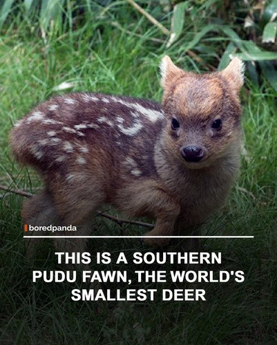 img facts.jpg
